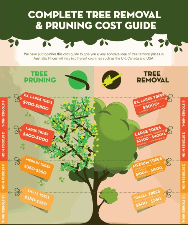 Basic Tips On Tree Removal